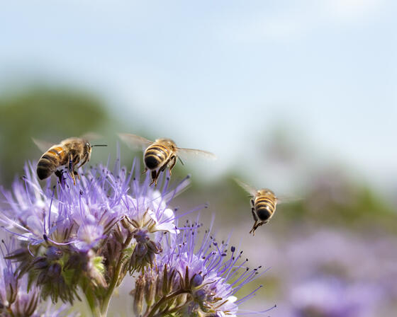 Three bees hover above a purple flower, close up